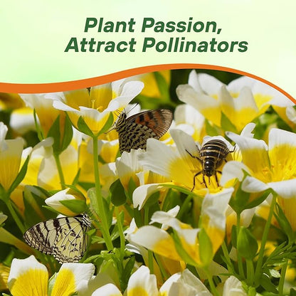 Outsidepride Meadowfoam Seeds - 1000 Pcs. Annual, Self-Seeding & Low Maintenance, Ground Cover Seeds for Planting Fragrant Yellow-White Blooms, Great for Gardens, Borders, & Container Displays