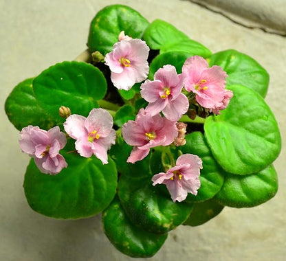 African Violet Plant Potting Soil Mix Peat Moss & Perlite (½ Gallon / 2 quarts)