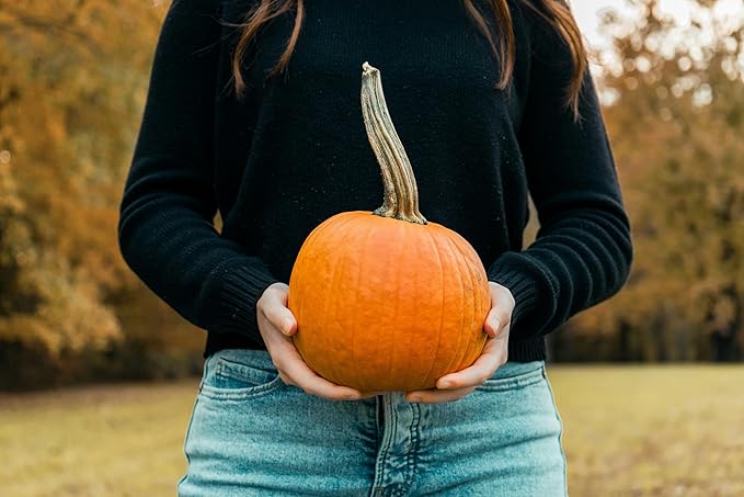 Park Seed Wee-B-Little Pumpkin Seeds – Non-GMO, AAS-Winning Mini Pumpkins for Painting, Carving & Baking, Compact Semi-Bush Vines, Deep Orange Skin, Pack of 25