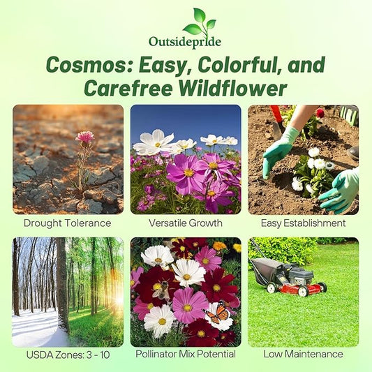 Outsidepride Sensation Mix Cosmos Bipinnatus Seeds - 1000pcs Annual, Drought-Tolerant, Self-Sowing, Mixed Flower Seeds for Planting Outdoors, Easy-Grow Pollinator Garden & Cut Flowers (AAS Winner)