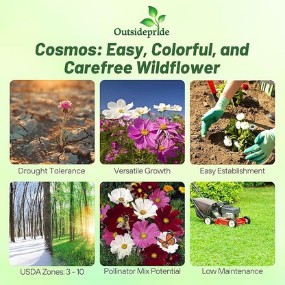 Outsidepride Sensation Mix Cosmos Bipinnatus Seeds - 1/4 lb. Annual, Drought-Tolerant, Self-Sowing, Mixed Flower Seeds for Planting Outdoors, Easy-Grow Pollinator Garden & Cut Flowers (AAS Winner)