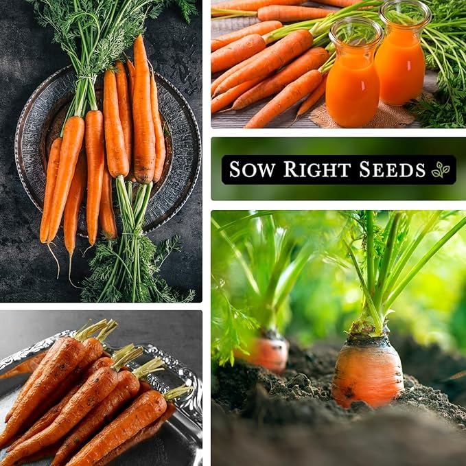 Sow Right Seeds - Bulk Imperator 58 Carrot Seed for Planting - 7 Grams, 6500 Seeds - Non-GMO Heirloom Jumbo Pack with Instructions to Plant a Vegetable Garden - Grow Loads of Bright and Sweet Carrots