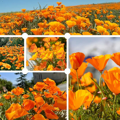 Orange California Poppy Seeds for Planting - Bulk 0.35 Ounce Packet - Over 10,000 Native Seeds - California State Flower