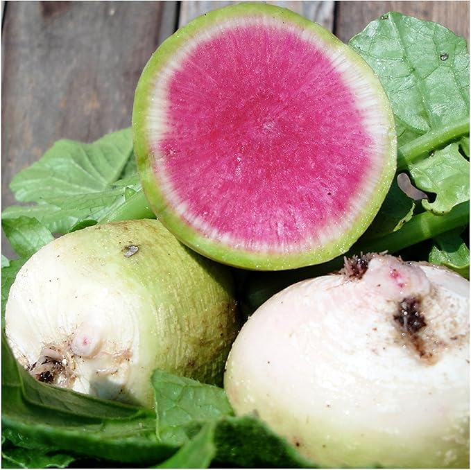 Seed Needs, Multicolor Radish Seed Packet Collection (6 Individual Varieties of Radish Seeds for Planting) Non-GMO & Untreated