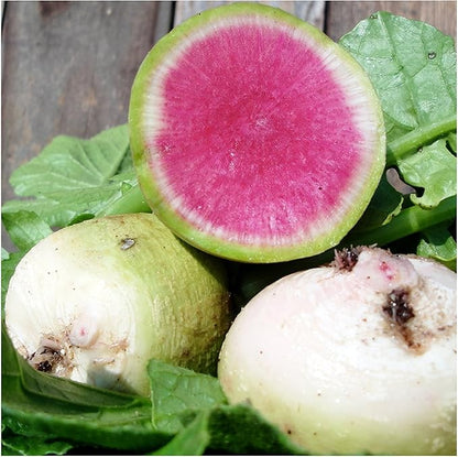 Seed Needs, Multicolor Radish Seed Packet Collection (6 Individual Varieties of Radish Seeds for Planting) Non-GMO & Untreated