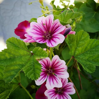 500+ Malva Seeds for Planting, Perennial Purple Malva Sylvestris Seed, Non-GMO Heirloom Mallow Flower Seeds for Home Garden Outdoor
