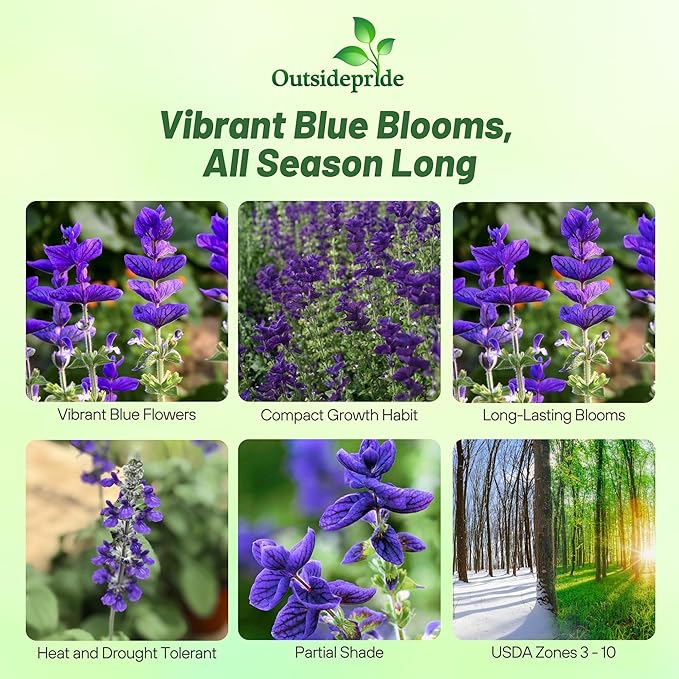 Outsidepride Blue Monday Salvia Seeds - 2,000 Pcs Annual, Compact, Heavy Blooming & Drought-Tolerant Sage Seeds for Planting Fragrant Blue Blooms for Butterfly & Hummingbird Gardens & Landscaping