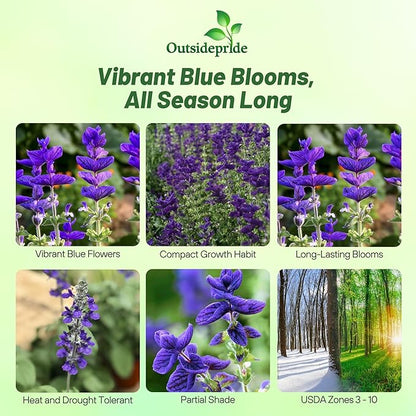 Outsidepride Blue Monday Salvia Seeds - 2,000 Pcs Annual, Compact, Heavy Blooming & Drought-Tolerant Sage Seeds for Planting Fragrant Blue Blooms for Butterfly & Hummingbird Gardens & Landscaping