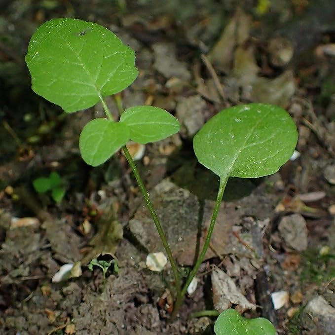 Seed Needs Valerian Seeds for Planting Stink Root Plants - Non-GMO Heirloom & Untreated Perennial Medicinal Herb Seed to Plant a Home Grown Outdoor Garden (5 Packs)