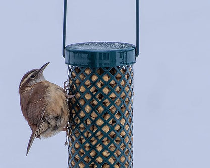 C&S Wild Bird Woodpecker Suet Nuggets Mega Box,8 Pounds,(Pack of 2)