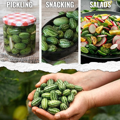 Seed Needs Cucamelon Seeds for Planting Mexican Sour Gherkin Miniature Mouse Melons - Non-GMO Heirloom & Untreated - Grow a Home Grown Indoor Outdoor Vegetable Garden (1 Pack)