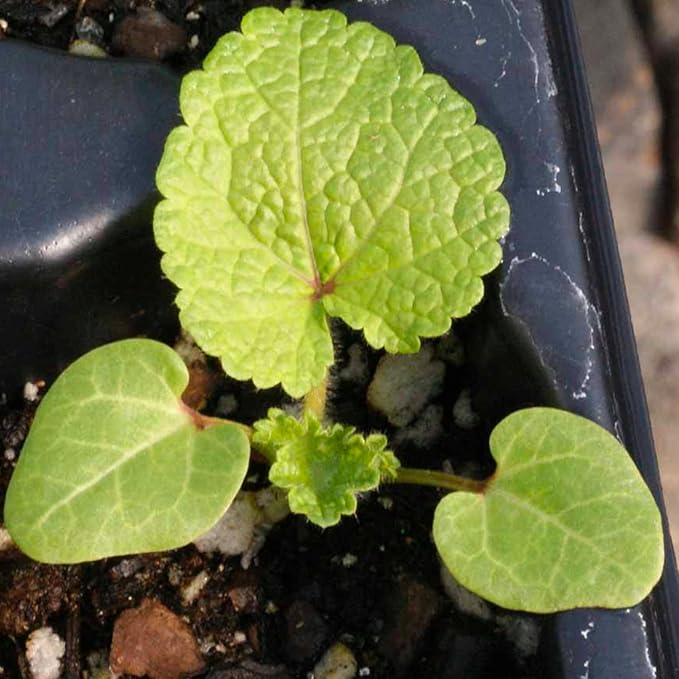 Seed Needs Hollyhock Seeds Double Majorette Blend | 1,000+ Heirloom Seeds Alcea Rosea Biennial Flower | Bulk Holly Hock Seed Garden Favorite | Multicolored Blooms Attracts Pollinators