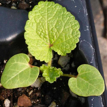 Seed Needs Hollyhock Seeds Double Majorette Blend | 1,000+ Heirloom Seeds Alcea Rosea Biennial Flower | Bulk Holly Hock Seed Garden Favorite | Multicolored Blooms Attracts Pollinators