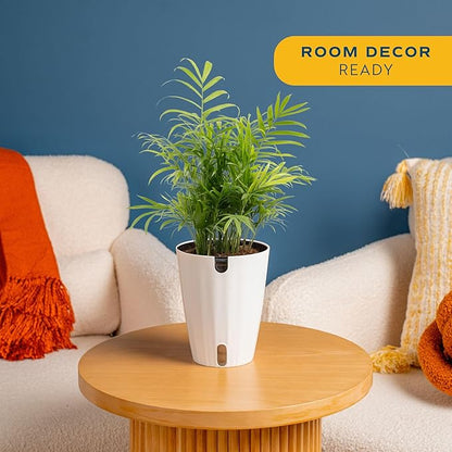 Costa Farms Parlor Palm Live Plant in Plastic Pot, Air Purifying Indoor Houseplant, Perfect for Home, Room, or Office Decor, Great House Warming or Birthday Gift, 14-18 Inches Tall