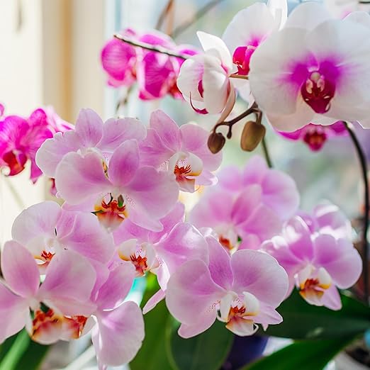 Perfect Orchid by Happy Nutrients 12 Oz Powder Fertilizer for Orchids & Acid Loving Plants - Premium Orchid Nutrients for Vibrant Blooms, Strong Roots, and Lush Foliage