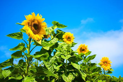 Mammoth Sunflower Seeds for Planting - Grow Giant Sun Flowers in Your Garden - 50 Non GMO Heirloom Seeds - Full Planting Instructions for Easy Grow - Great Gardening Gifts (5 Packets)