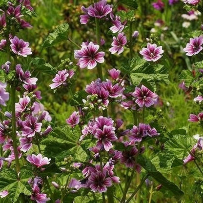 500+ Malva Seeds for Planting, Perennial Purple Malva Sylvestris Seed, Non-GMO Heirloom Mallow Flower Seeds for Home Garden Outdoor
