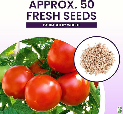 Moneymaker Tomato Seeds for Planting – Large & Juicy – One of The Most Delicious Tomatoes for Home Growing – Vegetable Seeds for Planting – Grown in The USA