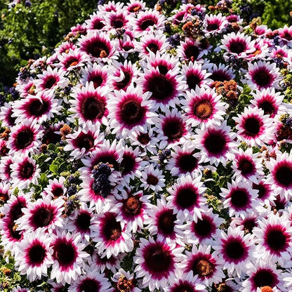 100 Seeds for a Unique Garden - Rare Strawberry Pink Sunflowers (Heirloom Hybrid, Non-GMO) for Butterfly Attraction