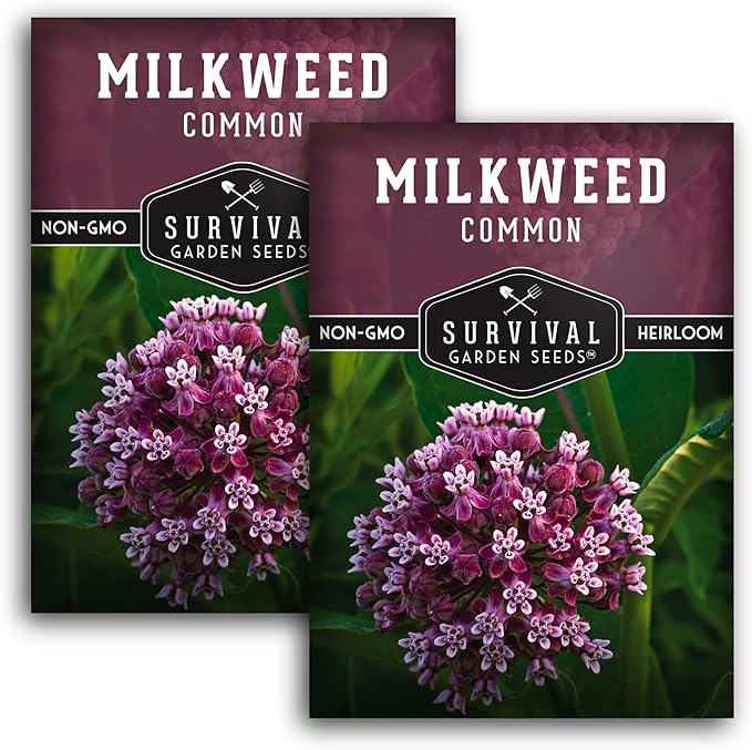 Common Milkweed Seeds for Planting - 2 Packets with Instructions Grow Asclepias Syriaca Wildflowers - Attract Monarch Butterflies & Help Conservation Non-GMO Heirloom Variety - Survival Garden Seeds