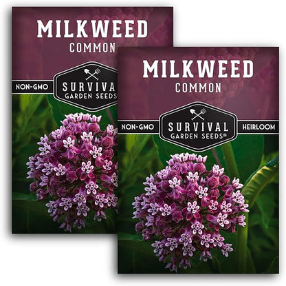 Common Milkweed Seeds for Planting - 2 Packets with Instructions Grow Asclepias Syriaca Wildflowers - Attract Monarch Butterflies & Help Conservation Non-GMO Heirloom Variety - Survival Garden Seeds