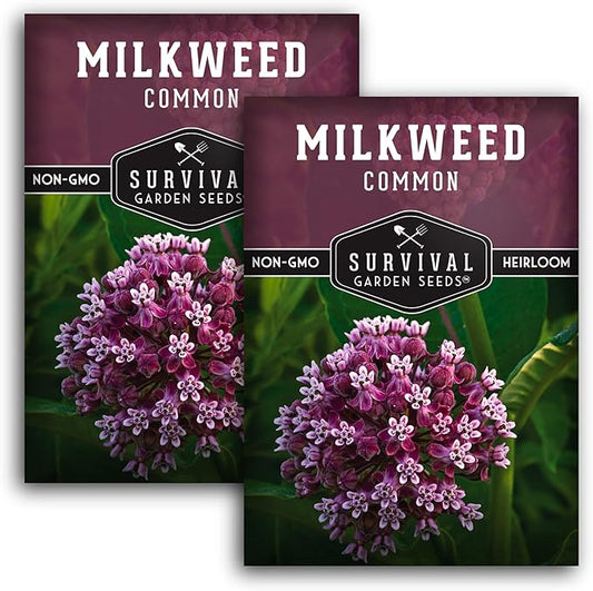 Common Milkweed Seeds for Planting - 2 Packets with Instructions Grow Asclepias Syriaca Wildflowers - Attract Monarch Butterflies & Help Conservation Non-GMO Heirloom Variety - Survival Garden Seeds