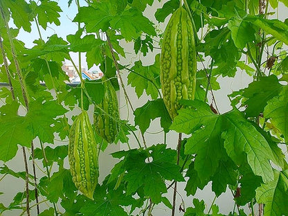 25 Organic Bitter Melon Seeds for Planting – Non-GMO Bitter Gourd – Khổ Qua Mỡ Trái Dài – Heirloom Ampalaya Seeds – Vegetable for Yard, Garden & Patio Planters