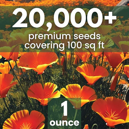 California Poppy Orange - Large 1 Ounce Packet - 20,000 Flower Seeds for Planting - Eschscholzia californica