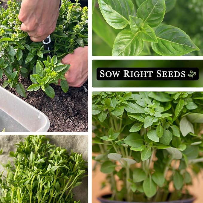Sow Right Seeds - Greek Basil Seed for Planting - Non-GMO Heirloom Packet with Instructions for Easy Planting and Growing a Kitchen Herb Garden - Indoors & Outdoor - Small Leaved Dwarf Sweet Basil (2)