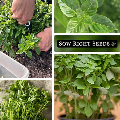 Sow Right Seeds - Greek Basil Seed for Planting - Non-GMO Heirloom Packet with Instructions for Easy Planting and Growing a Kitchen Herb Garden - Indoors & Outdoor - Small Leaved Dwarf Sweet Basil (4)
