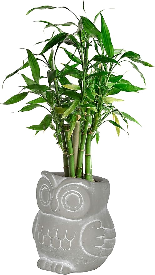 Classic Home and Garden Cement Buddies Animal Planters - Cute Desk Decoration - UV Coated Animal Vase w/Removable Drain Plug - Succulent Plant Pot for Indoor/Outdoor (Owl Planter, Natural, Large)
