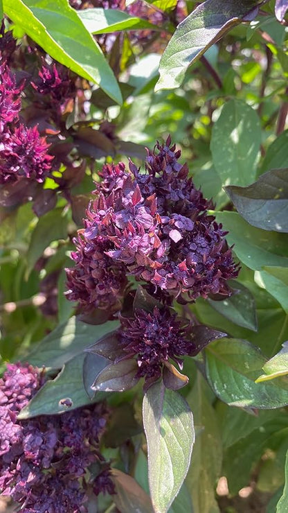 Plant Good Seed Organic Siam Queen Thai Basil Seeds for Planting: Culinary Herb, Green Purple Leaves - 250 Seed Packet