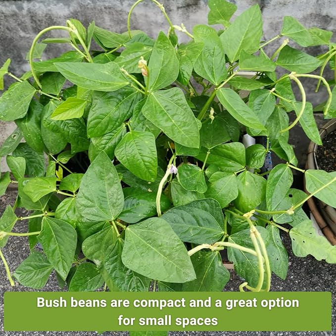Sow Right Seeds - Tri Color Bush Bean Seed Collection for Planting - Individual Packets Contender, Royal Burgundy and Golden Wax Bush Beans - Non-GMO Heirloom Seeds to Plant a Home Vegetable Garden