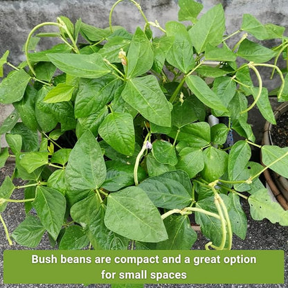 Sow Right Seeds - Tri Color Bush Bean Seed Collection for Planting - Individual Packets Contender, Royal Burgundy and Golden Wax Bush Beans - Non-GMO Heirloom Seeds to Plant a Home Vegetable Garden