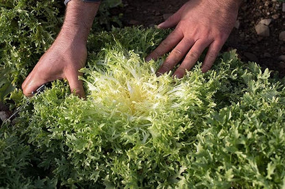 Seeds Endive Lettuce Yellow Heart Curly Frisee 50 Days for Salad Non GMO Vegetable for Planting 700 Seeds