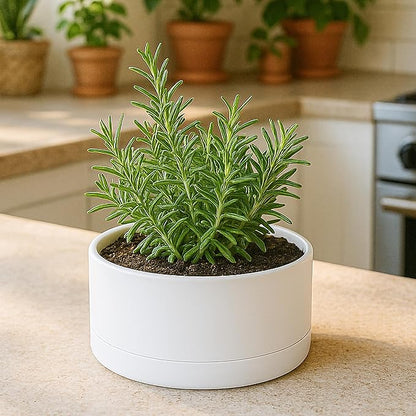 D'vine Dev 8 Inch Plastic Shallow Planter, Large Round Succulent Plant Pot with Drainage Hole and Sauce, Decorative Bonsai Pot for Indoor Plants, White, 76-Z-A-1