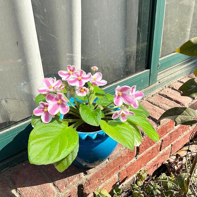 African Violet Pots 6.5 * 4.6 Inch Blue Ceramic Easy Plant Self Watering Pot Blue Ceramic Flowerpot with Water Absorbing Inner Pot Orchid Planter Lawn Yard Outside Decor