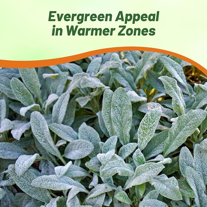 Outsidepride Stachys Byzantina Lamb's Ear Seeds - 2000 Pcs Perennial Flower Seeds for Planting Velvet-Textured Silvery Foliage & Vibrant Blooms for Ground Cover & Pollinator Gardens