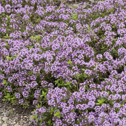 20000+ Creeping Thyme Seeds Ground Cover Plant, Perennial Thyme Flower Seeds for Planting Outdoor, Low Maintenance, Grown in The USA