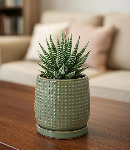 D'vine Dev 4 Inch Ceramic Beaded Stoneware Planter Pot - Flower Pot with Drainage Holes and Saucers for Indoor Succulent Plants or Flowers, Olive, 27-C-Z-0