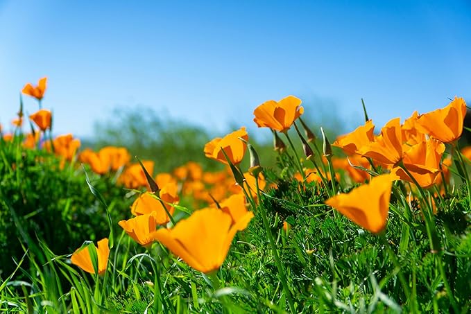 California Poppy | Flower Seed Grow Kit | The Jonsteen Company