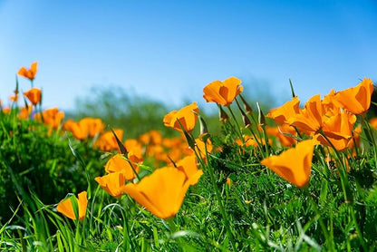 California Poppy | Flower Seed Grow Kit | The Jonsteen Company
