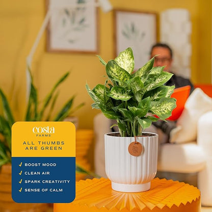 Costa Farms Dieffenbachia, Dumb Cane Live Plant in Decorative Pot, Easy to Maintain Indoor Houseplant, Perfect for Home, Room, or Office Decor, Great House Warming or Birthday Gift, 12-18 Inches Tall
