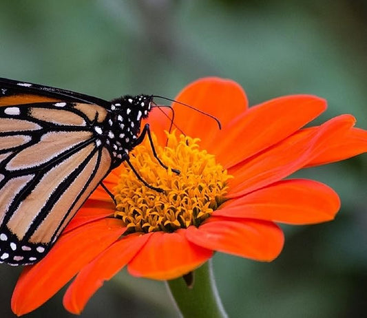 Mexican Sunflower Seeds for Planting – Plant & Grow Heirloom Mexican Sunflowers in Home Outdoor Garden – Planting Instructions for Vibrant Blooms – Great Gardening Gift, 5 Packets
