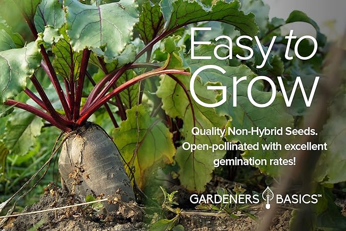 Gardeners Basics, Beet Seeds for Planting Home Garden - 5 Variety Pack Detroit Dark Red, Golden Detroit, Early Wonder, Cylindria and Chioggia Great for Spring, Summer, Fall, Heirloom Veggie Seeds