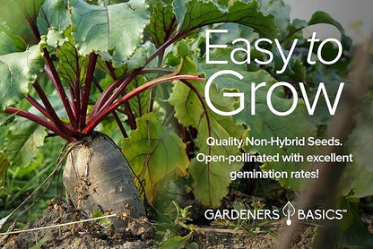 Gardeners Basics, Beet Seeds for Planting Home Garden - 5 Variety Pack Detroit Dark Red, Golden Detroit, Early Wonder, Cylindria and Chioggia Great for Spring, Summer, Fall, Heirloom Veggie Seeds