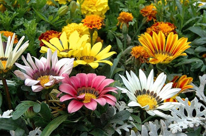 Seeds Treasure Flower Mix- Gazania - Annual Flowers for Planting - GMO Free