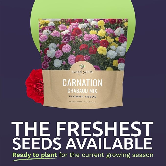 Carnation Chabaud Mix – Large 1/4 Ounce Seed Packet – 4,000 Flower Seeds for Planting – Dianthus caryophyllus