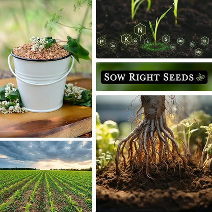 Sow Right Seeds - Cover Crop Collection for Planting - Annual Buckwheat, Hairy Vetch and Radish Daikon Driller Seed - Suppresses Weeds, Improves Soil - Non-GMO Heirloom Packet to Grow - Great Gift