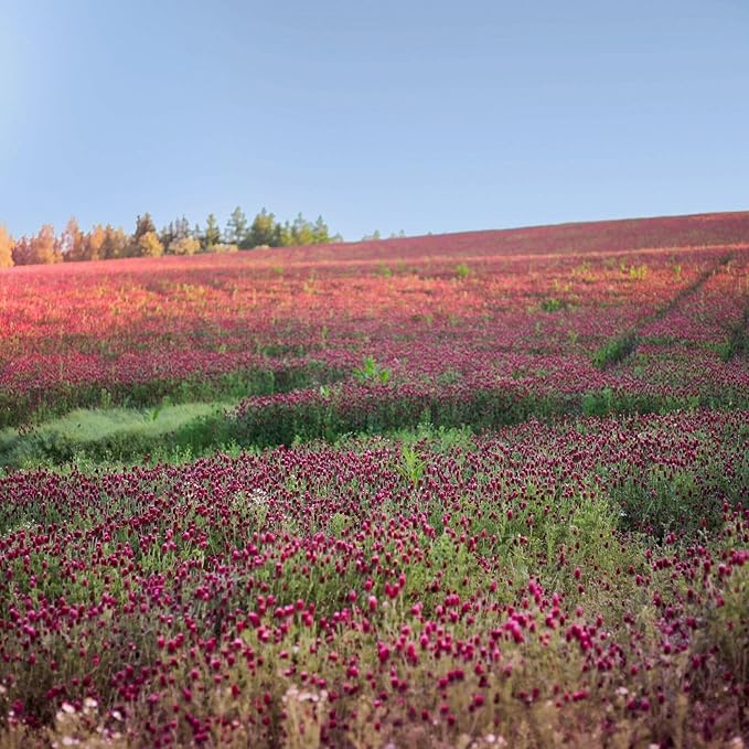 Organic Crimson Clover Seeds - 25 lb Bulk ~1,160,000 Seeds - Legume Clover Seeds for Cover Crops, Wildlife Forage, Pasture, Hay, Pollinator Attractant, Green Manure, & More - Clover Seeds for Planting